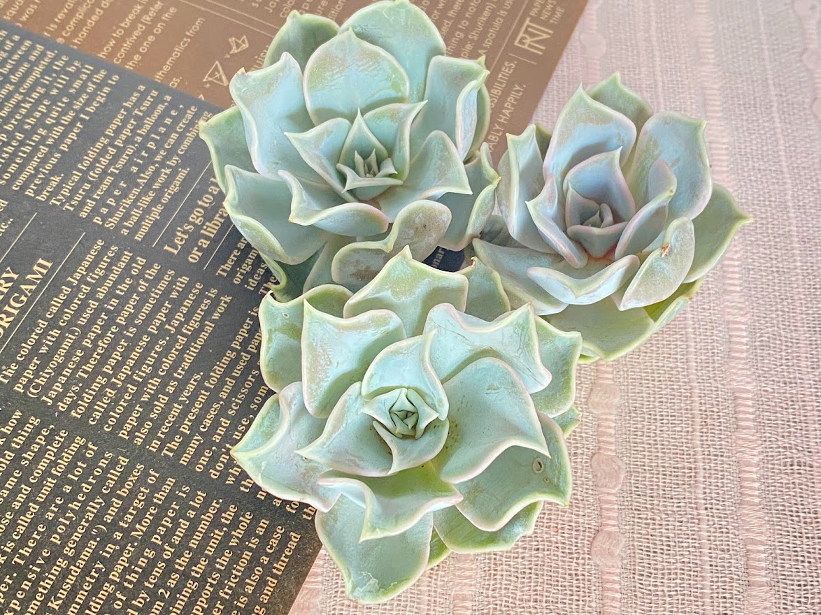 韓国苗】エケベリア Echeveria 新品種 マディバHyb | Succulent＆雑貨